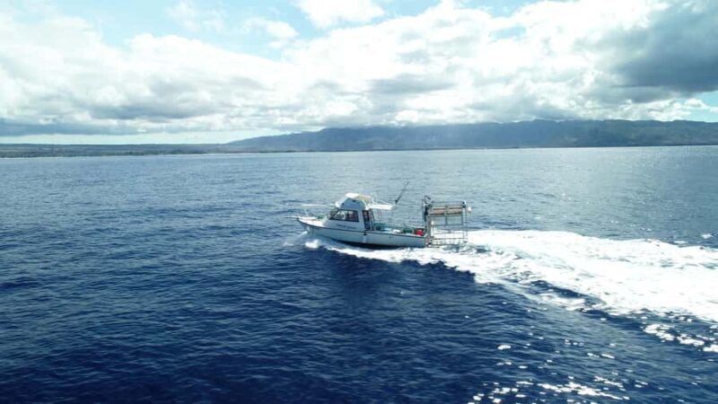 Oahu: Shark Cage Diving Experience - Final Thoughts: Who Should Consider This Tour?