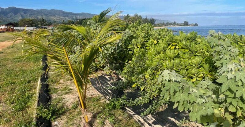Oahu: Shoreline Restoration Tour w/ Native Plants & Animals - Key Points