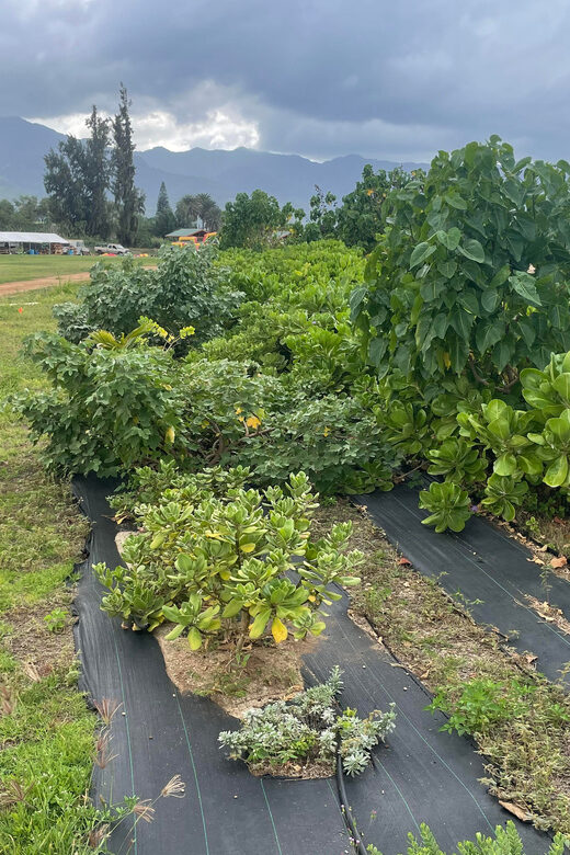 Oahu: Shoreline Restoration Tour w/ Native Plants & Animals - A Closer Look at the Experience