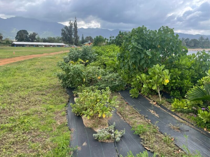 Oahu: Shoreline Restoration Tour w/ Native Plants & Animals - The Sum Up