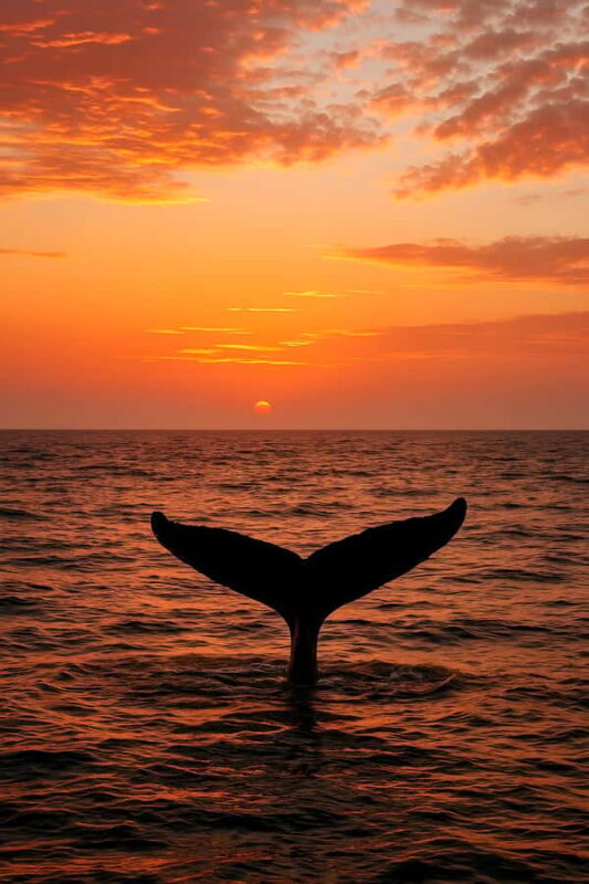 Oahu: Small-Group Whale Watching Sail with Local Crew - Key Points