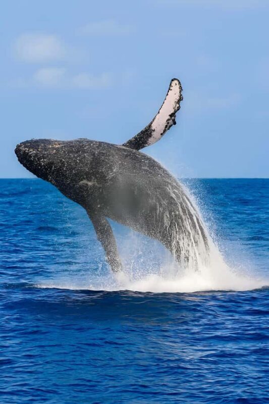 Oahu: Small-Group Whale Watching Sail with Local Crew - Final Thoughts: Is It Worth It?