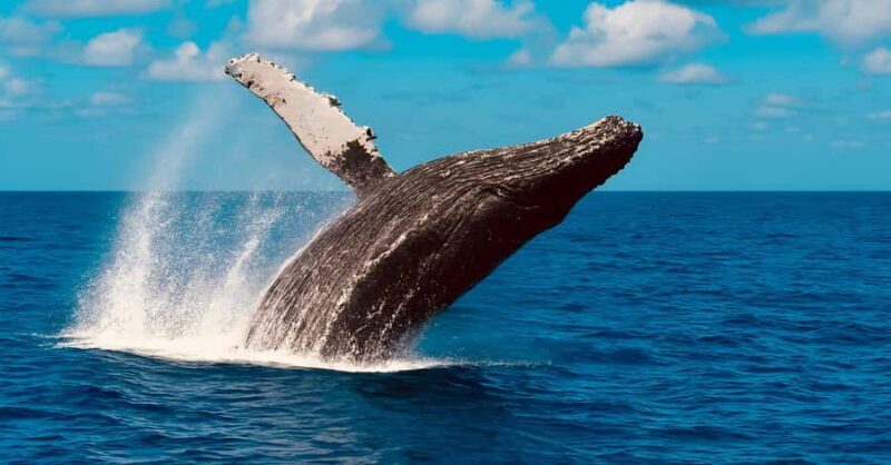 Oahu: Small-Group Whale Watching Sail with Local Crew - FAQs