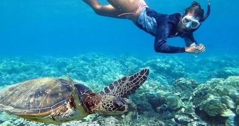 Oahu: Snorkel Adventure in Marine Sanctuary - Key Points