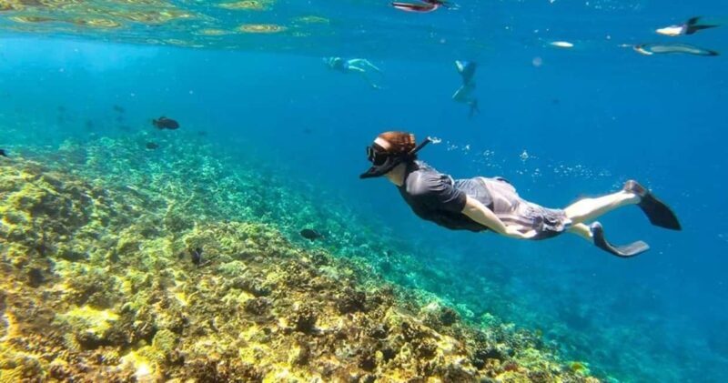 Oahu: Snorkel Adventure in Marine Sanctuary - A Close Look at the Snorkel Adventure