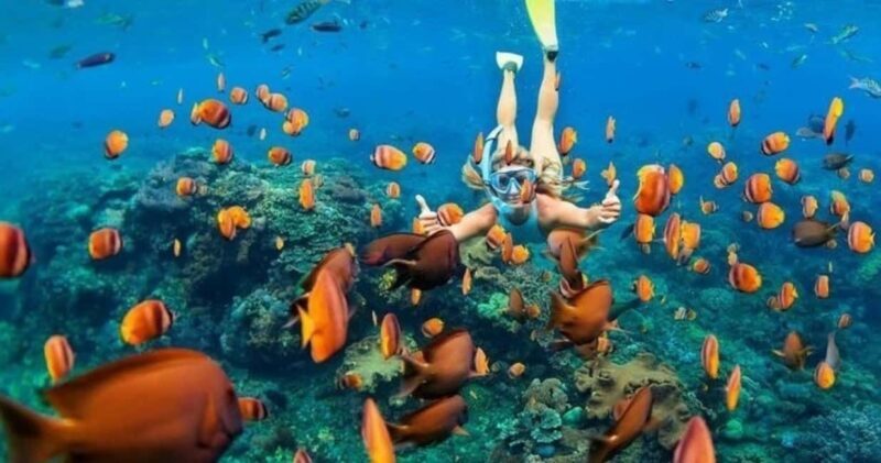 Oahu: Snorkel Adventure in Marine Sanctuary - Who will love this tour?