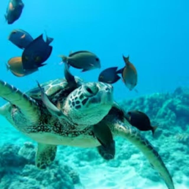 Oahu: Snorkeling & Dolphin Watch Cruise with Hawaiian Buffet - Practical Tips for Travelers