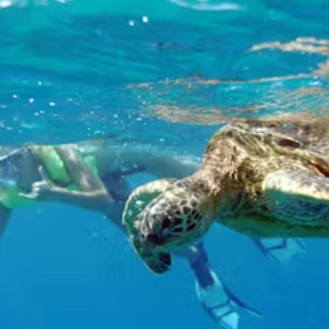 Oahu: Snorkeling & Dolphin Watch Cruise with Hawaiian Buffet - Who Is This Tour Best For?