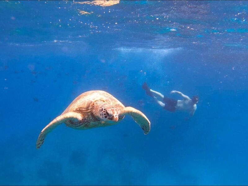 Oahu Snorkeling with Turtles, Water Scooter, Paddleboard - Who Should Consider This Tour?