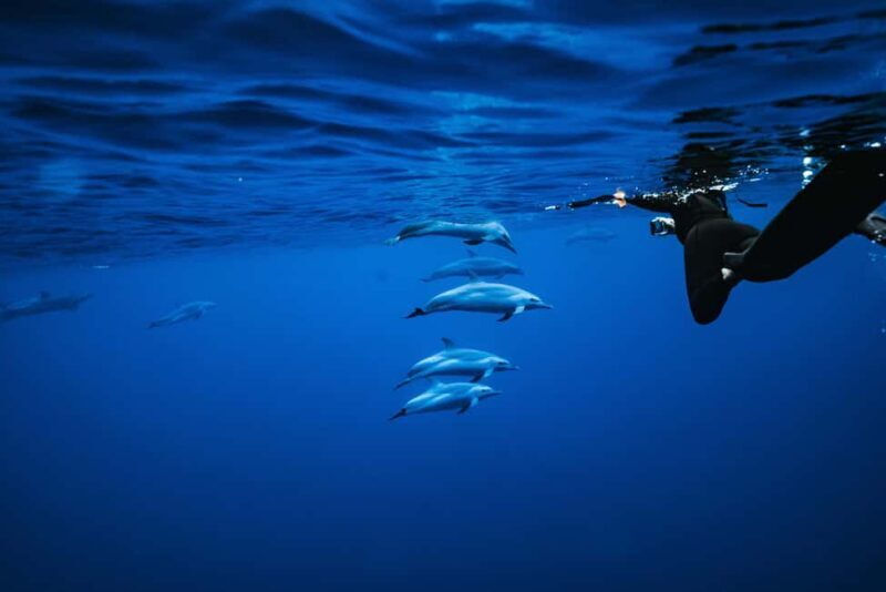 Oahu: Speedboat Snorkeling Adventure and Wild Dolphin Swim - An Up-Close Look at the Tour Itself