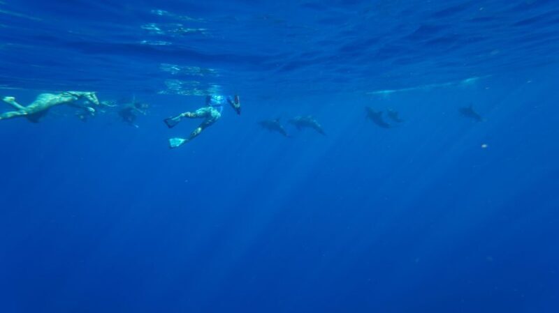 Oahu: Speedboat Snorkeling Adventure and Wild Dolphin Swim - Key Points