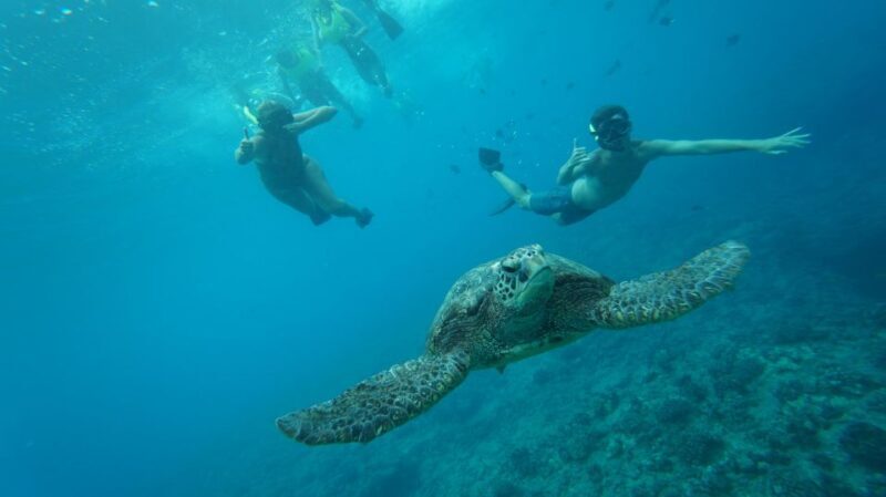 Oahu: Speedboat Snorkeling Adventure and Wild Dolphin Swim - The Itinerary in Detail