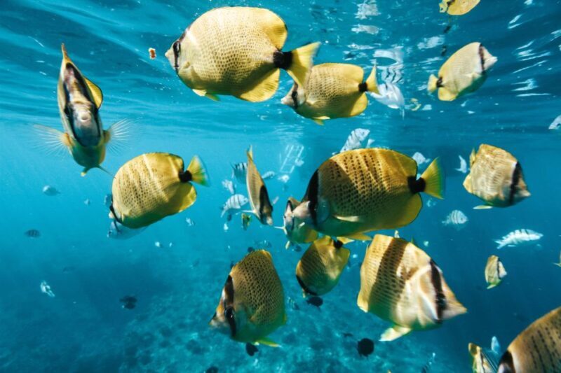 Oahu: Speedboat Snorkeling Adventure and Wild Dolphin Swim - Why This Tour Works for You