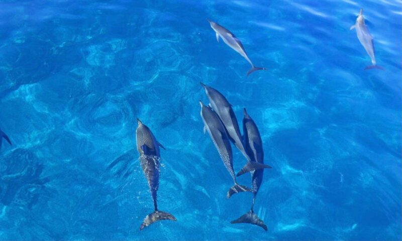 Oahu: Speedboat Snorkeling Adventure and Wild Dolphin Swim - FAQs