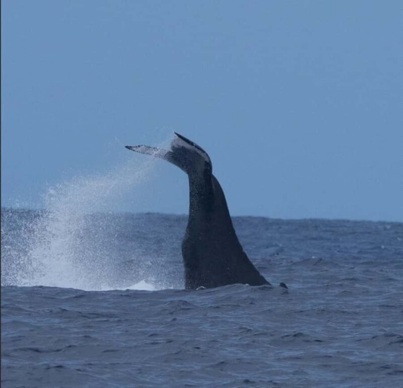 Oahu: Sunset Humpback Whale Watching Tour - Key Points