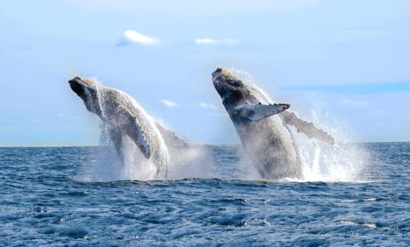 Oahu: Sunset Humpback Whale Watching Tour - Why Choose the Sunset Humpback Whale Watching Tour?