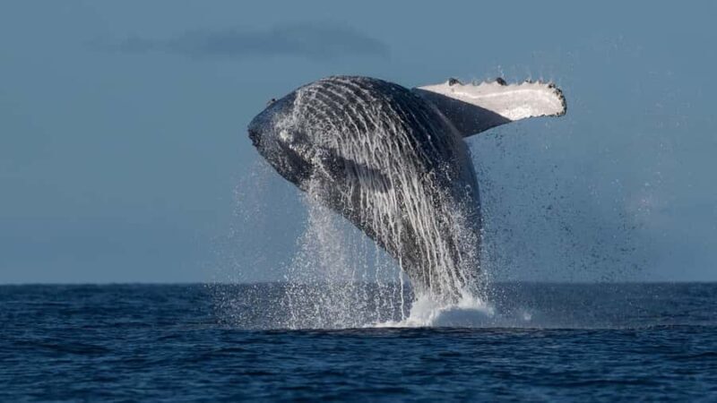 Oahu: Sunset Humpback Whale Watching Tour - The Experience Provider: Go Adventure Hawaii