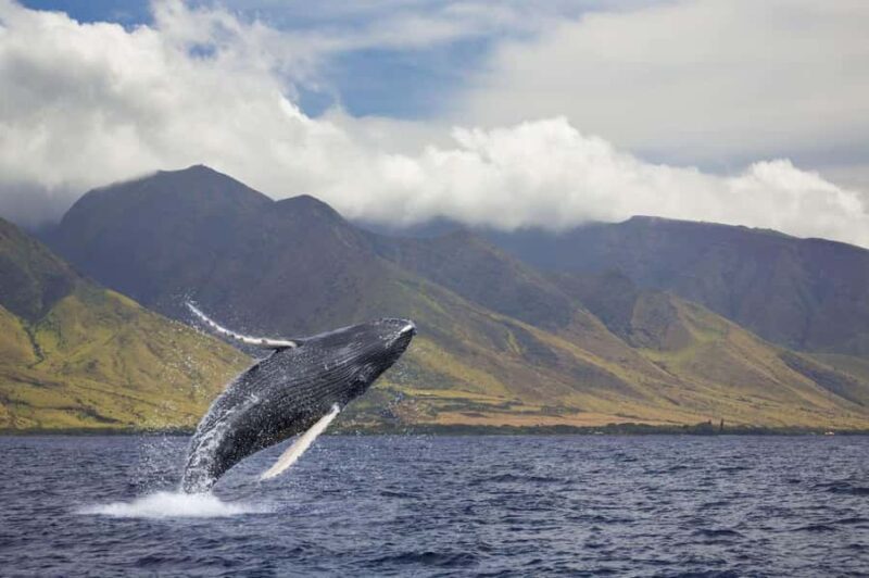 Oahu: Sunset Humpback Whale Watching Tour - Similar Experiences to Consider