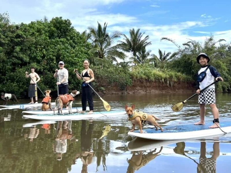 Oahu: SUPDog Experience - Paddle Board with Rescue Dogs - Introduction