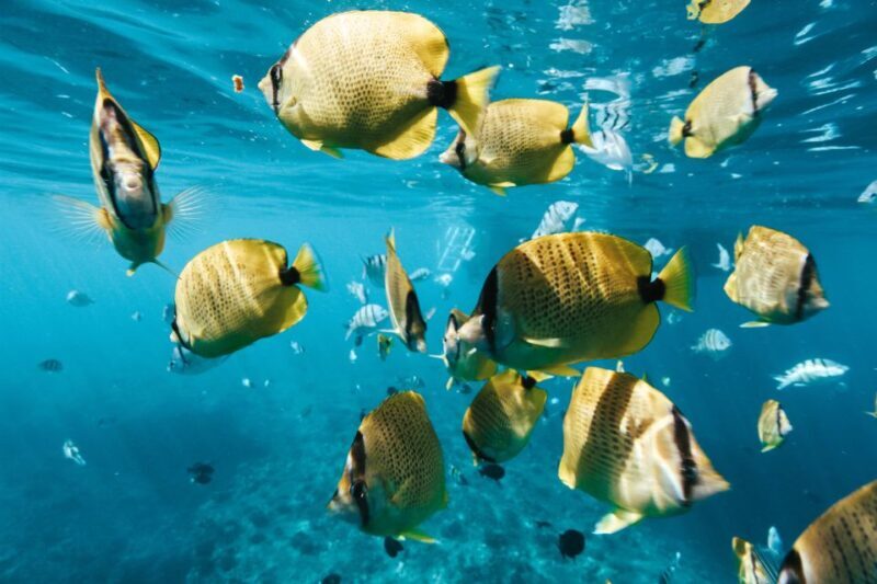 Oahu: Swim with Dolphins, Turtle Snorkel Tour and Waterslide - A Deep Dive into the Experience