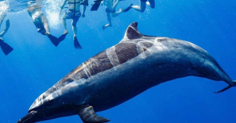 Oahu: Swim with Dolphins, Turtle Snorkel Tour and Waterslide - What the Reviews Say: Authentic Perspectives