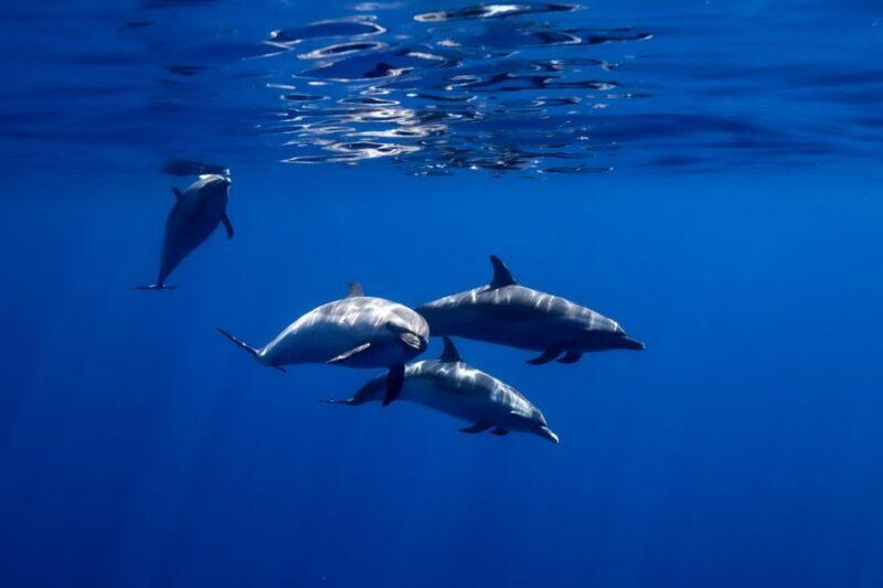 Oahu: Swim with Dolphins, Turtle Snorkel Tour and Waterslide - Who Is This Tour Best For?
