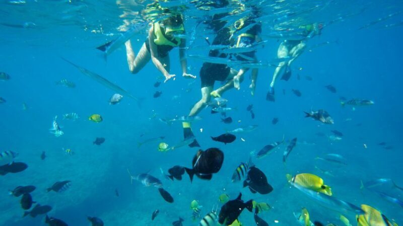 Oahu: Swim with Dolphins, Turtle Snorkel Tour and Waterslide - The Sum Up