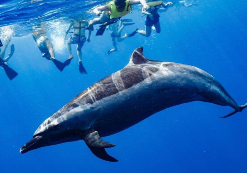 Oahu: Swim with Dolphins, Turtle Snorkel Tour and Waterslide - FAQ
