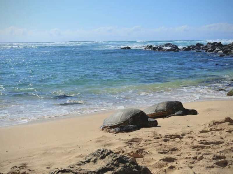 Oahu: The Ultimate Private Circle Island Tour 1-4 Guests - Why Choose a Private, Customizable Tour?
