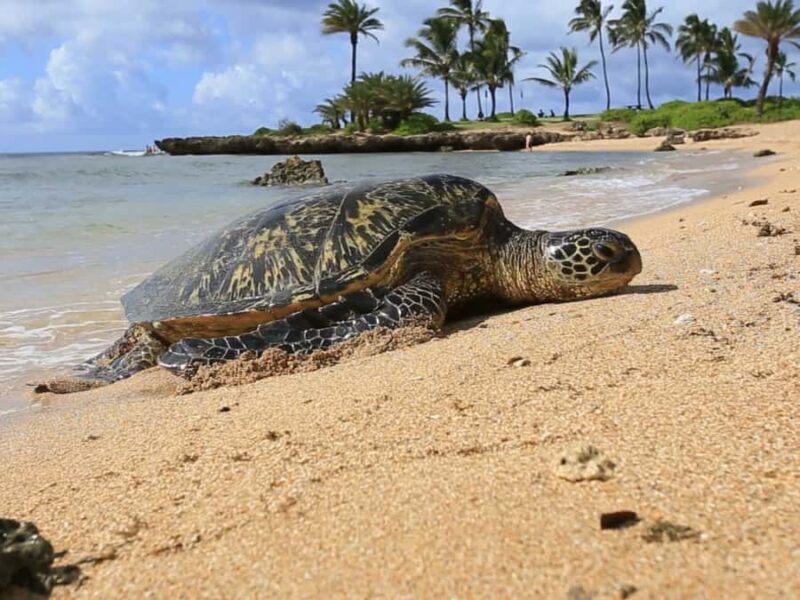 Oahu: The Ultimate Private Circle Island Tour 1-4 Guests - FAQ