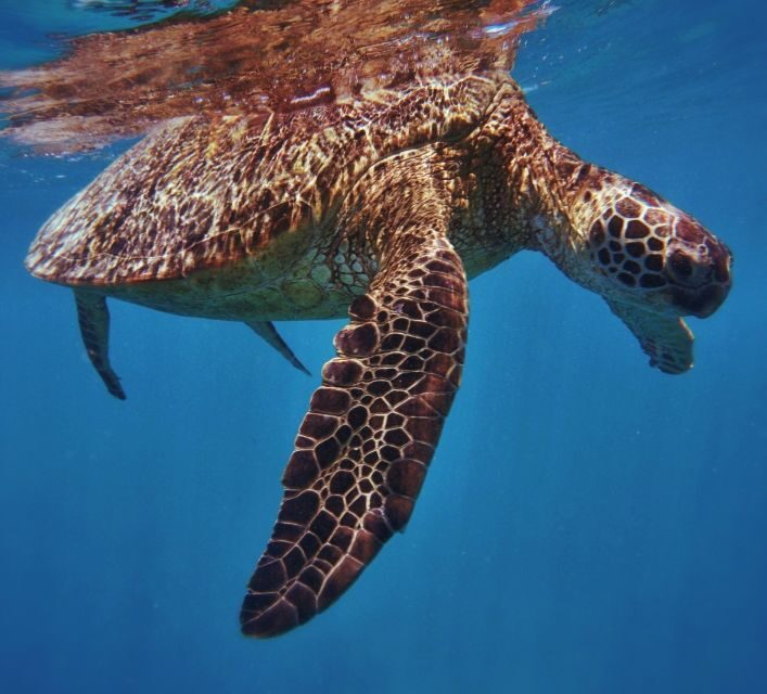 Oahu: Turtle Canyon Snorkeling Boat Tour - Introducing the Oahu Turtle Canyon Snorkeling Boat Tour