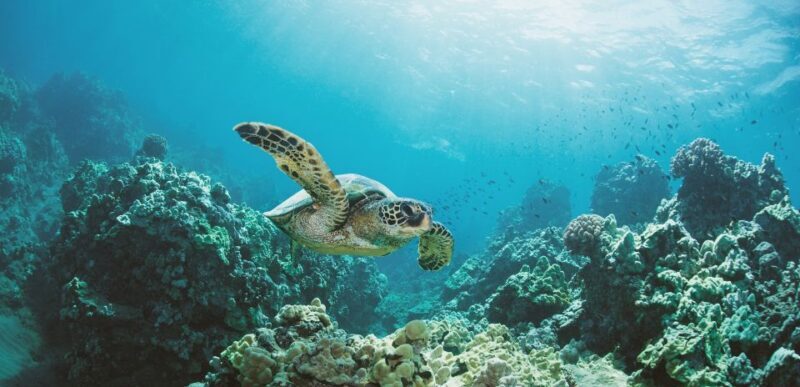 Oahu: Turtle Canyon Snorkeling Boat Tour - Key Points