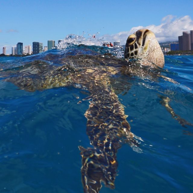 Oahu: Turtle Canyon Snorkeling Boat Tour - Authentic Guest Insights and Highlights