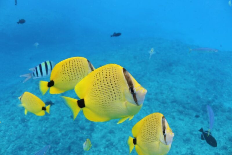 Oahu: Turtle Canyon Snorkeling & Hula Dance - Who Would Love This Tour?