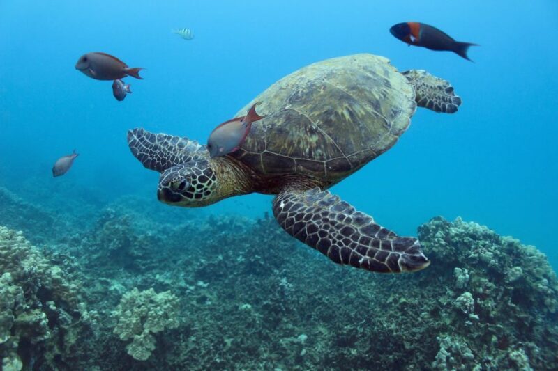 Oahu: Turtle Canyon Snorkeling & Hula Dance - The Sum Up