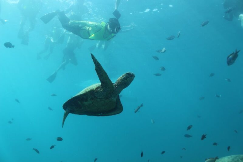 Oahu: Turtle Canyon Snorkeling & Hula Show - Key Points
