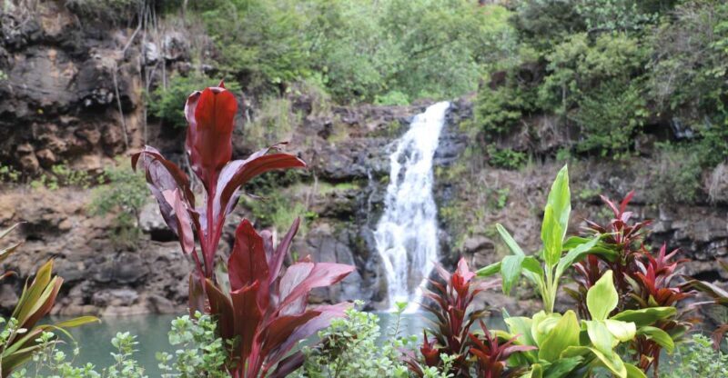 Oahu: Valley of Waimea Falls Swim & Hike with Lunch & Dole - The Itinerary in Detail