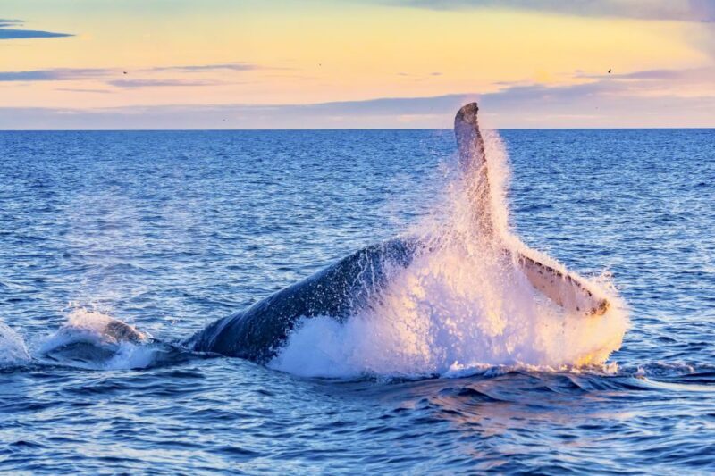 Oahu: Waikiki Eco-Friendly Afternoon Whale Watching Trip - Key Points