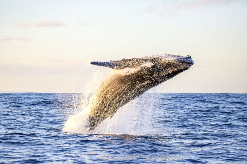 Oahu: Waikiki Eco-Friendly Morning Whale Watching Cruise - An In-Depth Look at the Waikiki Eco-Friendly Whale Watching Cruise