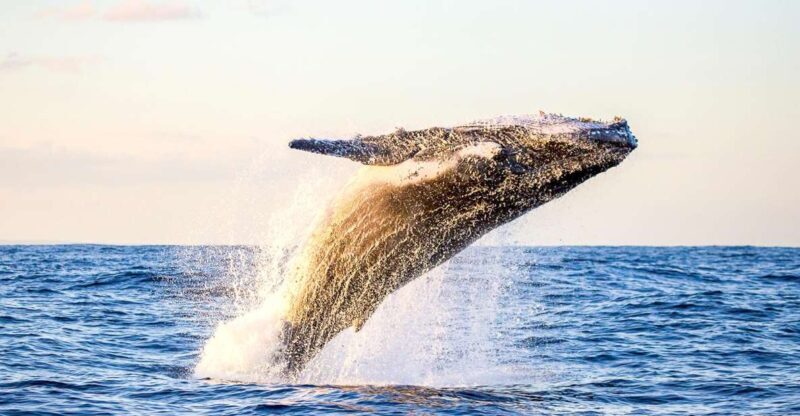 Oahu: Waikiki Eco-Friendly Morning Whale Watching Cruise - Final Thoughts