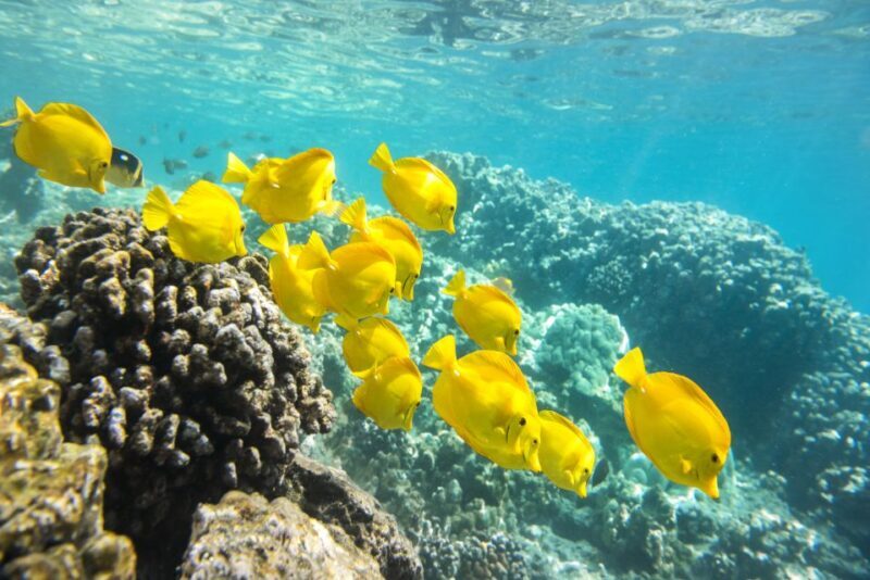 Oahu: Waikiki Glass Bottom Boat Sunset Cruise - FAQ