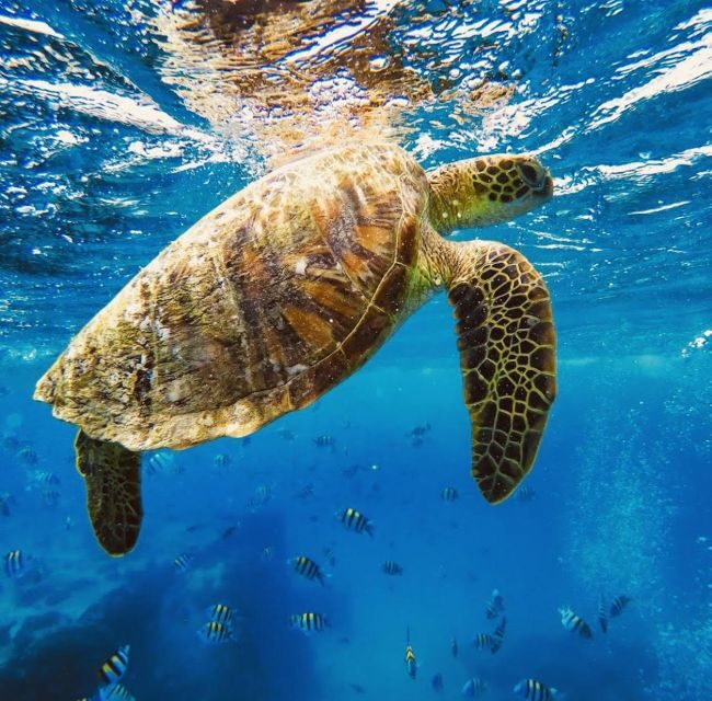 Oahu : Waikiki sailing turtle snorkeling in small groups - From Booking to the Experience