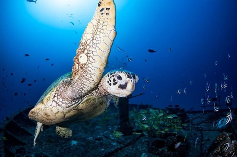 Oahu: Waikiki Submarine Tour - Final Thoughts