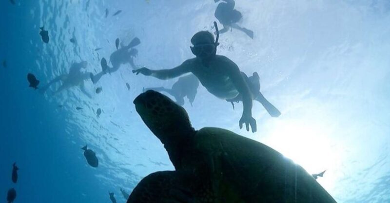 Oahu: Waikiki Turtle Snorkeling Adventure Cruise - A Detailed Look at the Waikiki Turtle Snorkeling Adventure Cruise