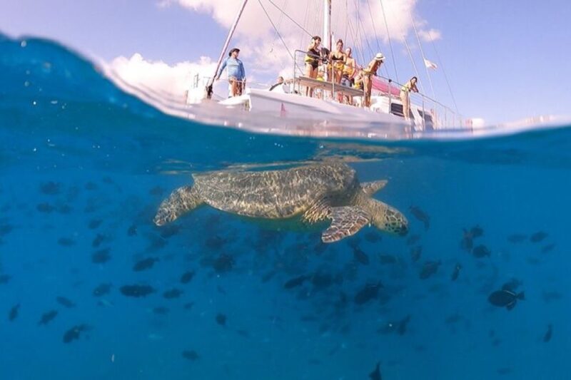 Oahu: Waikiki Turtle Snorkeling Adventure Cruise - FAQs