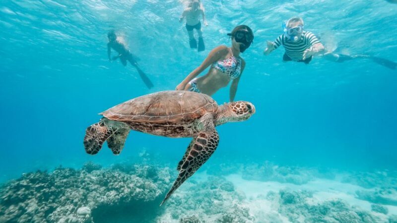 Oahu: Waikiki Turtle Snorkeling Adventure - An In-Depth Look at the Waikiki Turtle Snorkeling Adventure