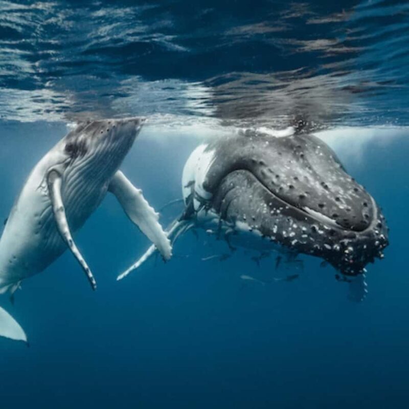 Oahu: Waikiki Whale Watch Boat Tour - FAQ