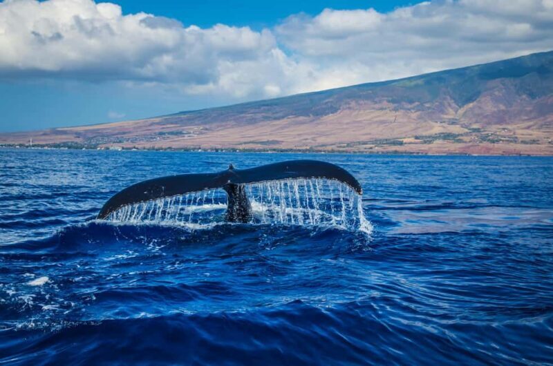 Oahu: Waikiki Whale Watching Cruise - Introduction