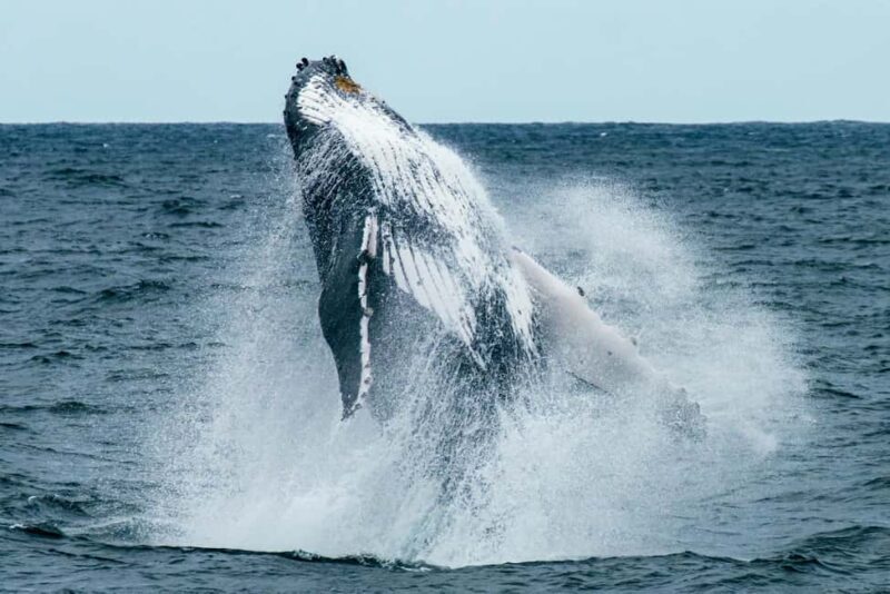 Oahu: Waikiki Whale Watching Cruise - The Value of the Experience