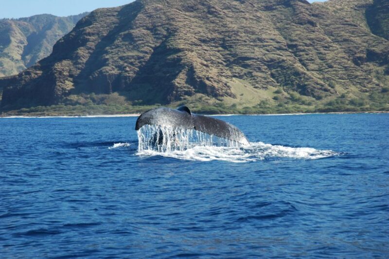 Oahu: Waikiki Whale Watching Tour-Donut and Coffee Included - An In-Depth Look at This Waikiki Whale Watching Experience